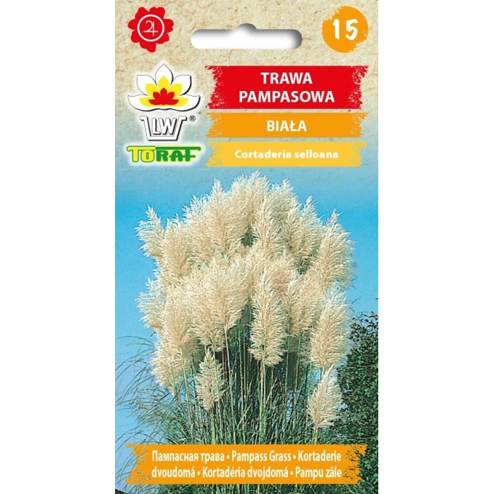 Pampų žolė balta