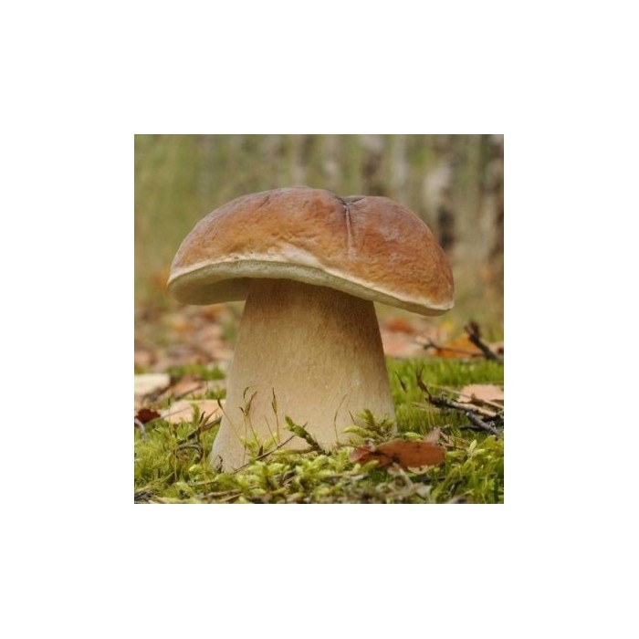 Grybiena Boletus edulis (Tikrinis baravykas)