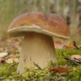Grybiena Boletus edulis (Tikrinis baravykas)