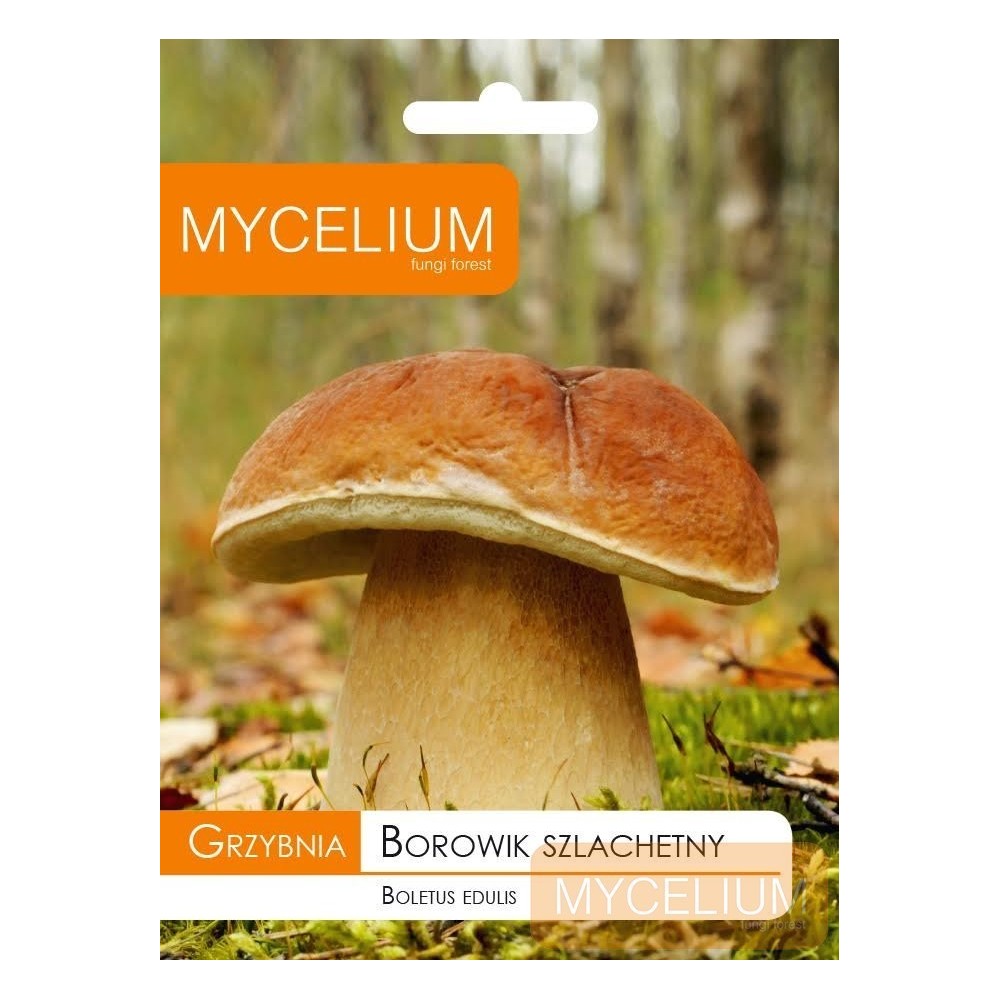 Grybiena Boletus edulis (Tikrinis baravykas)