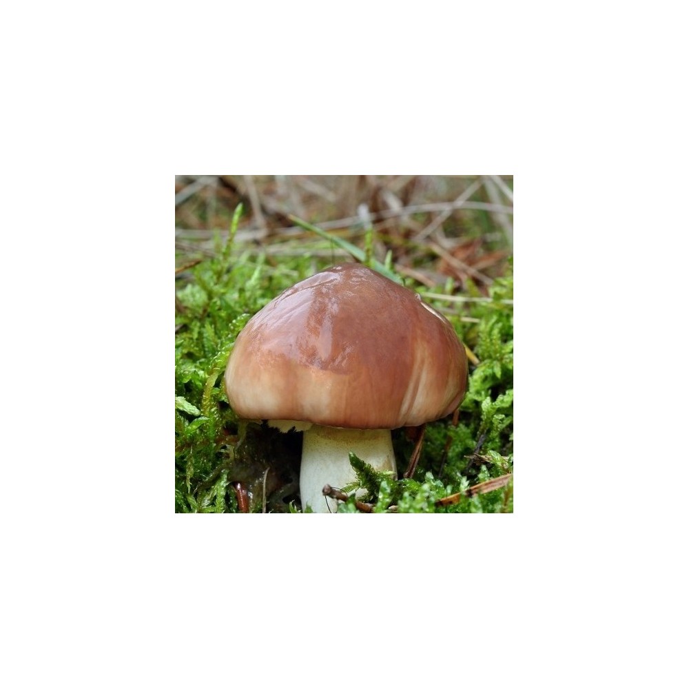Grybiena Suillis luteus (Tikrasis kazlėkas)