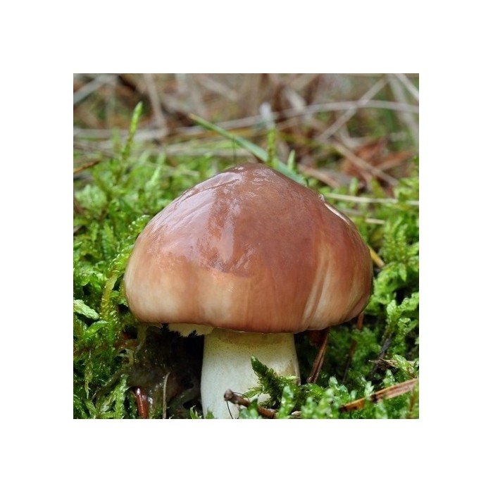 Grybiena Suillis luteus (Tikrasis kazlėkas)