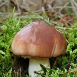 Grybiena Suillis luteus (Tikrasis kazlėkas)