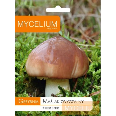 Grybiena Suillis luteus (Tikrasis kazlėkas)