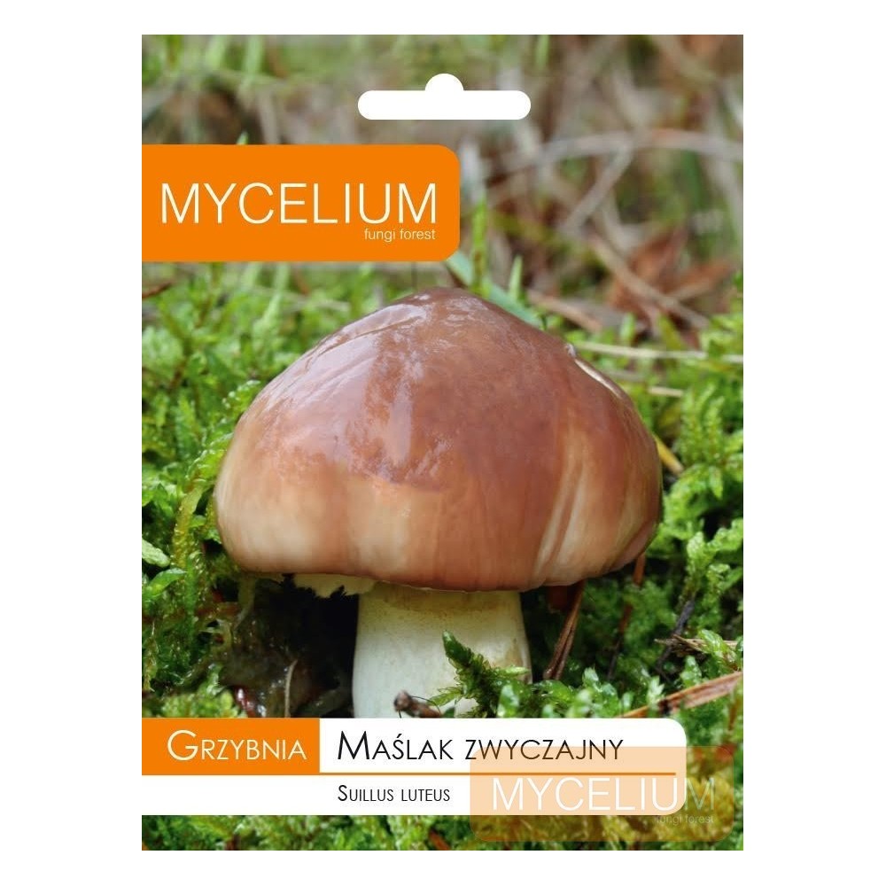 Grybiena Suillis luteus (Tikrasis kazlėkas)