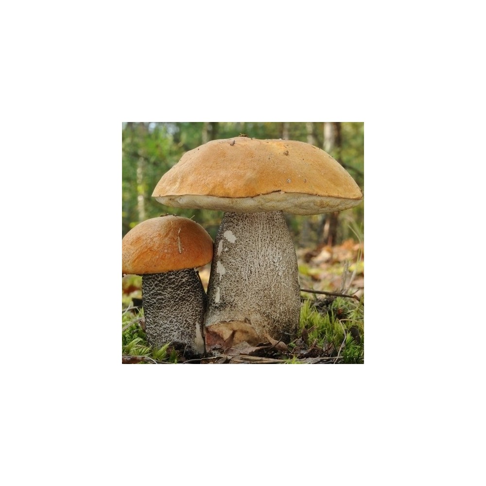 Grybiena Leccinum versipelle (Juosažvynis raudonviršis)