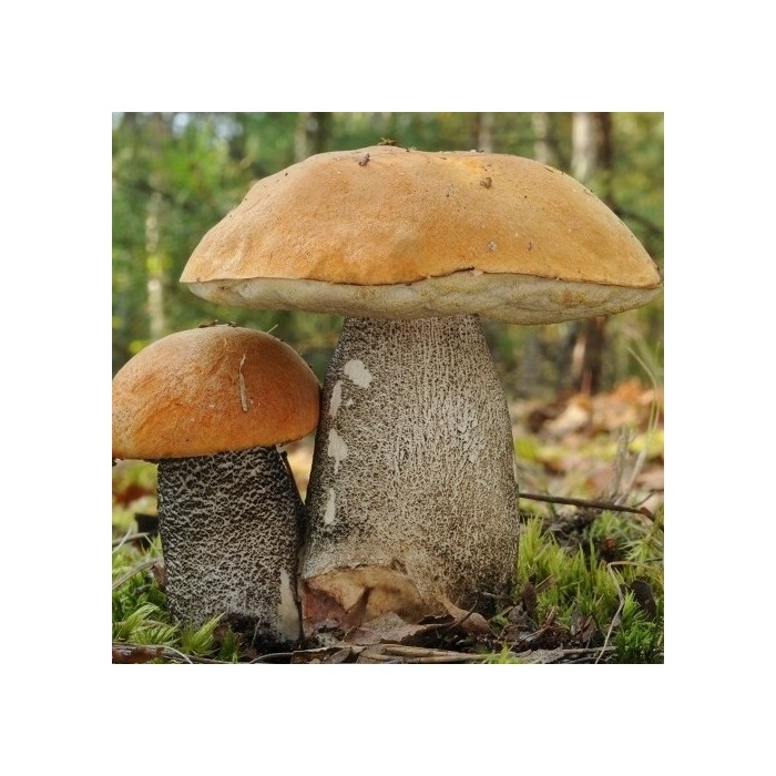 Grybiena Leccinum versipelle (Juosažvynis raudonviršis)