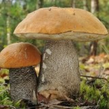 Grybiena Leccinum versipelle (Juosažvynis raudonviršis)