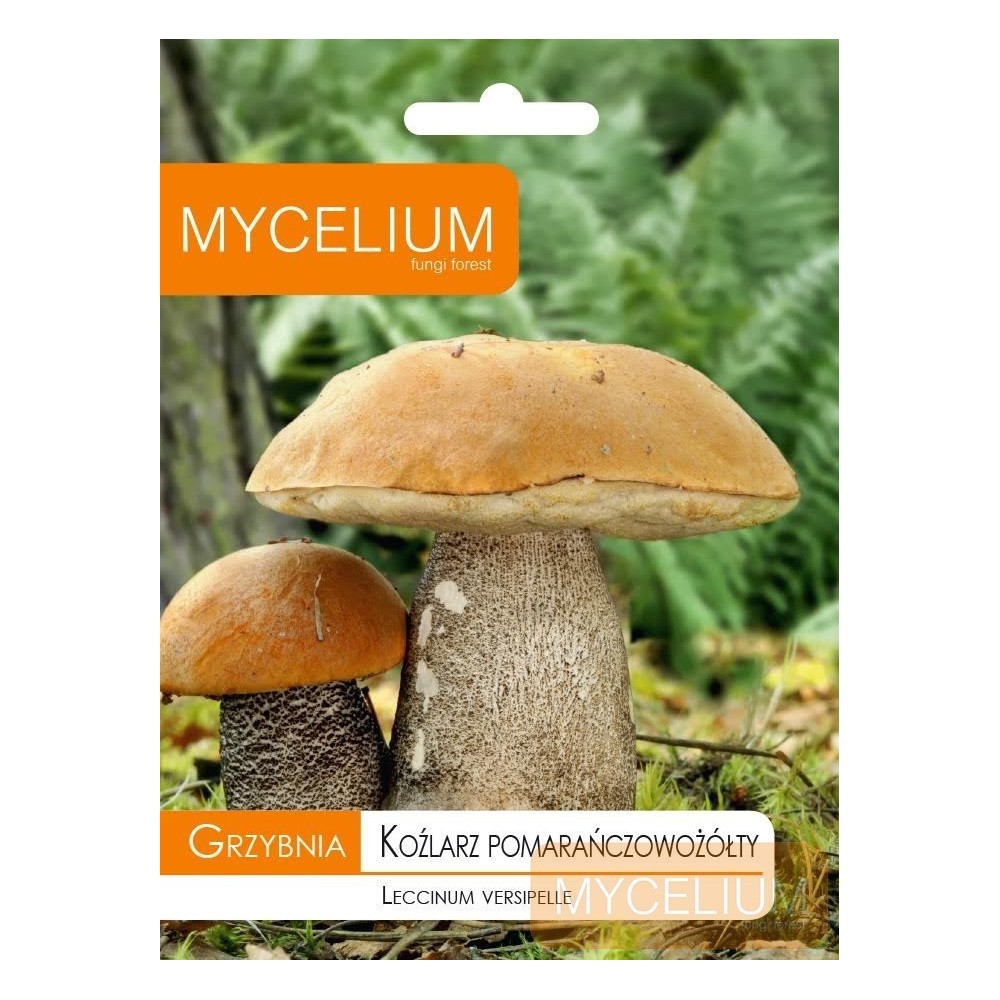 Grybiena Leccinum versipelle (Juosažvynis raudonviršis)