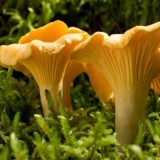 Grybiena Canthearellus cibarius (Valgomoji voveraitė)