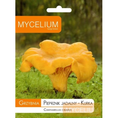 Grybiena Canthearellus cibarius (Valgomoji voveraitė)