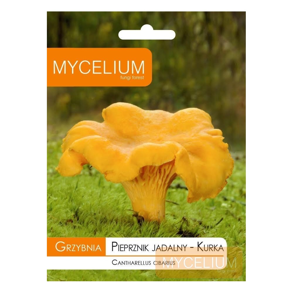 Grybiena Canthearellus cibarius (Valgomoji voveraitė)
