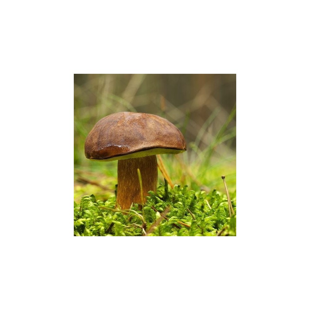 Grybiena Boletus badius (Rudakepuris aksombaravykis)