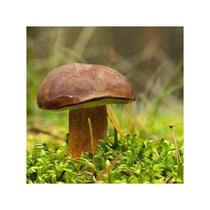 Grybiena Boletus badius (Rudakepuris aksombaravykis)