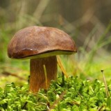 Grybiena Boletus badius (Rudakepuris aksombaravykis)