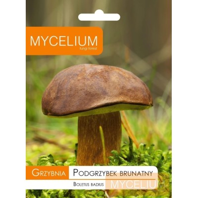 Grybiena Boletus badius (Rudakepuris aksombaravykis)
