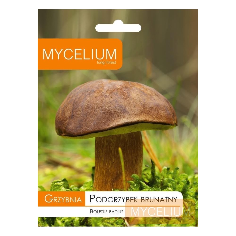 Grybiena Boletus badius (Rudakepuris aksombaravykis)
