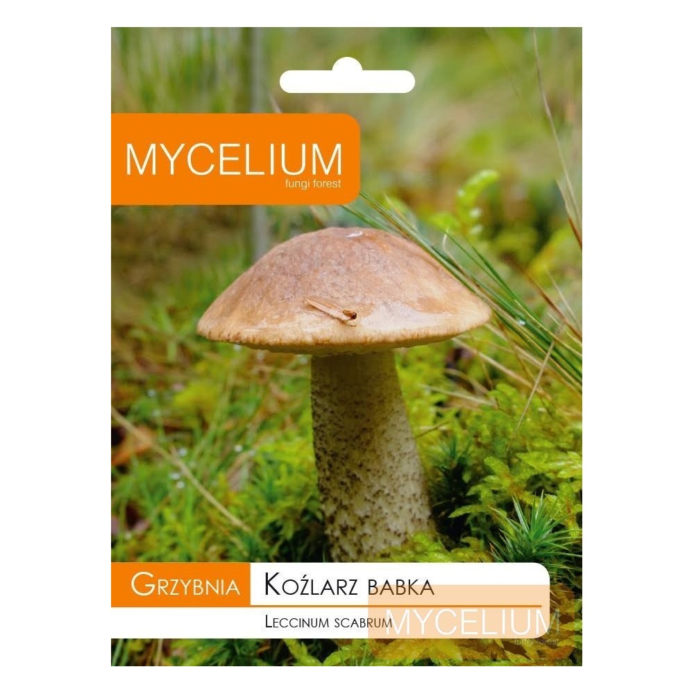 Grybiena Leccinum scabrum (Lepšė)