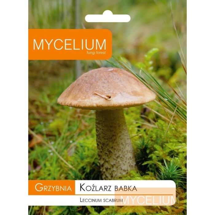 Grybiena Leccinum scabrum (Lepšė)