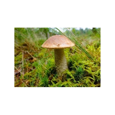 Grybiena Leccinum scabrum (Lepšė)