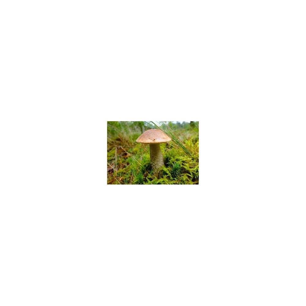 Grybiena Leccinum scabrum (Lepšė)