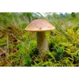 Grybiena Leccinum scabrum (Lepšė)