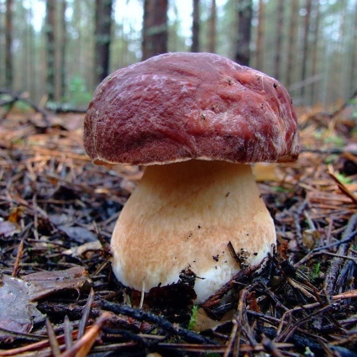 Mikorozinė grybiena Pušinis baravykas (Boletus pinophilus)
