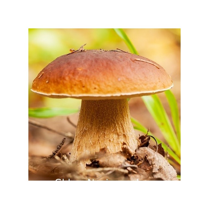 Mikorozinė grybiena Boletus reticulatus (Vasarinis baravykas)
