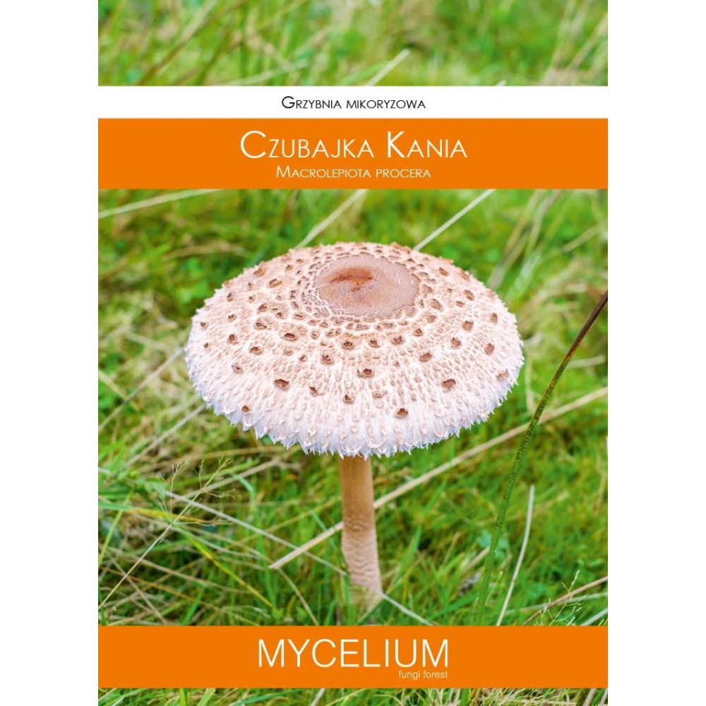 Mikorozinė grybiena Macrolepiota procera (Skėtinė žvynabūdė)