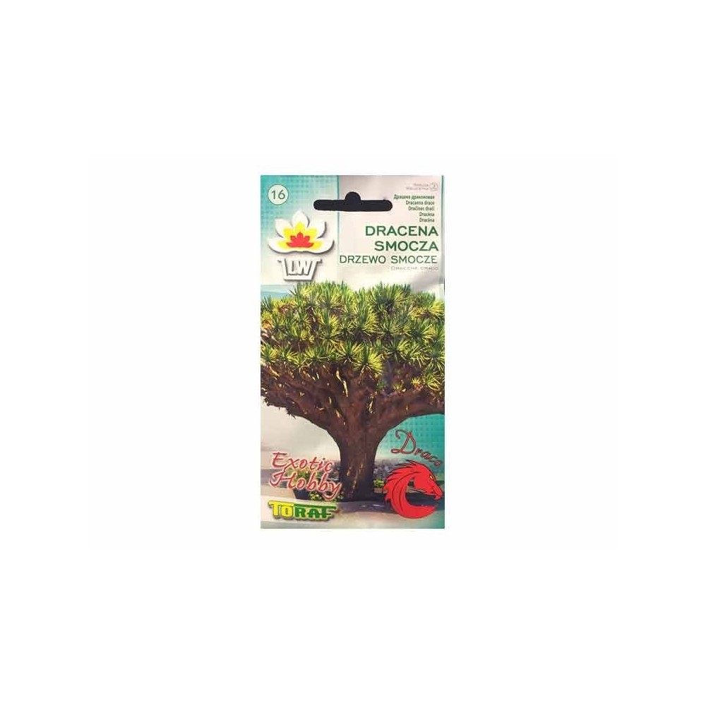 Dracena Draco 5 sėklos
