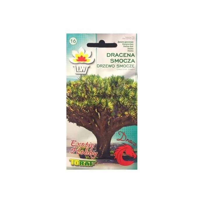 Dracena Draco 5 sėklos